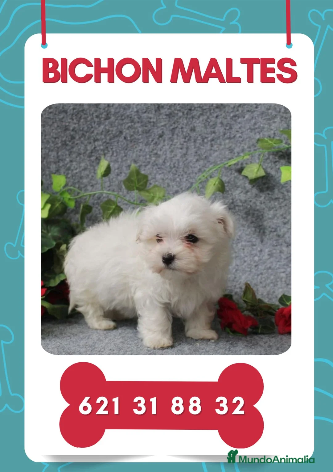 Bichón Maltés perros en venta: Bichón maltés enanos disponibles  - Anuncio 1
