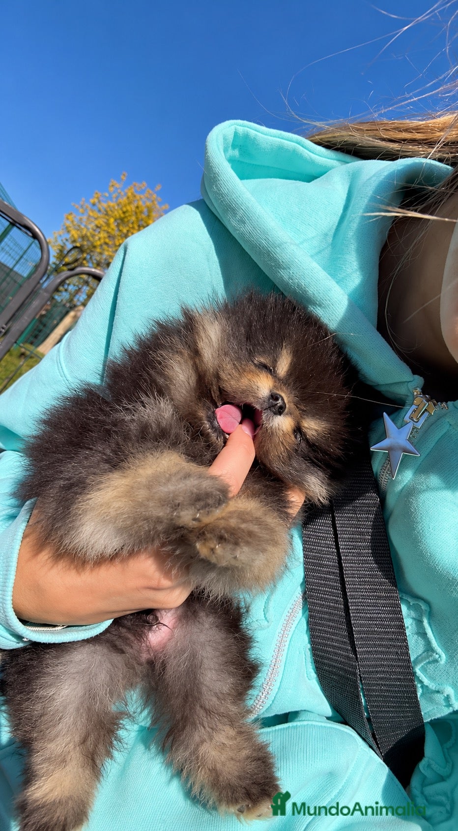 Pomerania perros en venta: Precioso macho Pomerania toy Black and Tan  - Anuncio 2