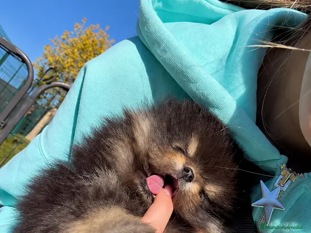 Pomerania perros en venta: Precioso macho Pomerania toy Black and Tan - Anuncio 2