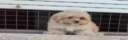 Maltipoo perros en venta: Maltipoo - Anuncio 8