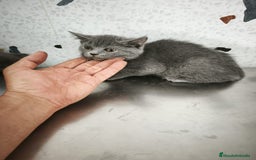 Scottish Straight gatos en venta: Disponibles gatitos scottish - Imagen 3