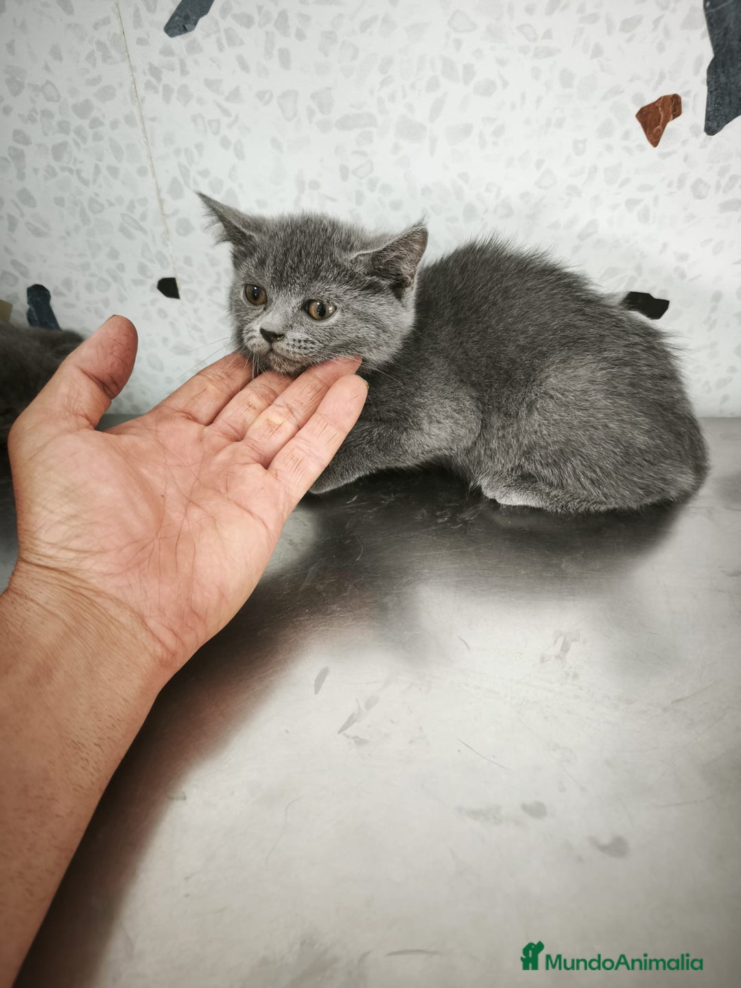 Scottish Straight gatos en venta: Disponibles gatitos scottish - Imagen 3