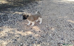 Akita Americano perros en venta: Akita americano hembra  en Alicante - Imagen 6