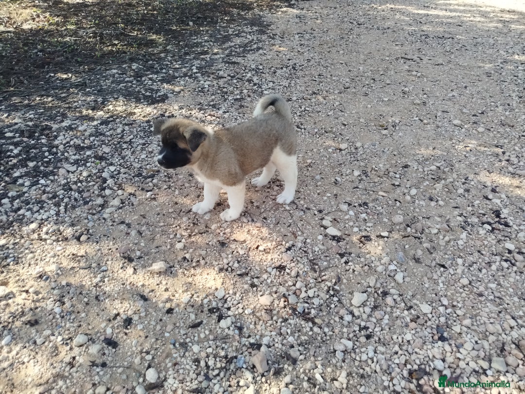 Akita Americano perros en venta: Akita americano hembra  en Alicante - Imagen 6