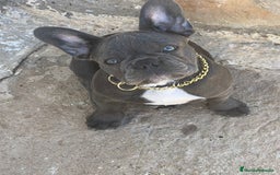 Bulldog Francés perros en venta: FRENCHIES SOCIALIZOS Y DE LA MEJOR CALIDAD !!! - Anuncio 2