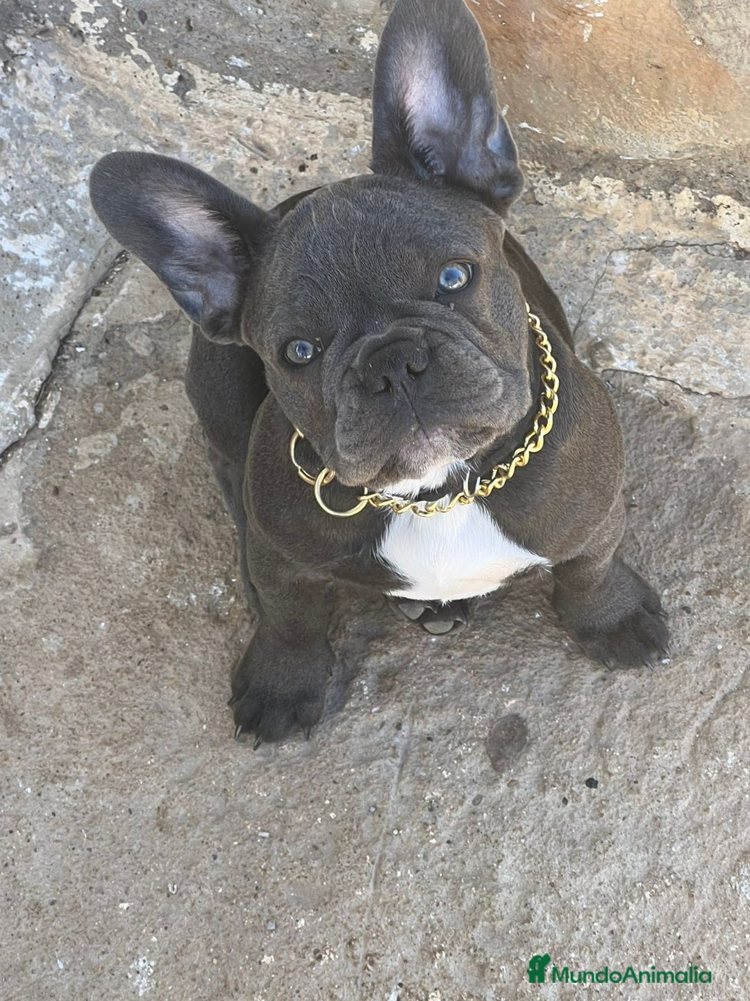 Bulldog Francés perros en venta: FRENCHIES SOCIALIZOS Y DE LA MEJOR CALIDAD !!! - Anuncio 2