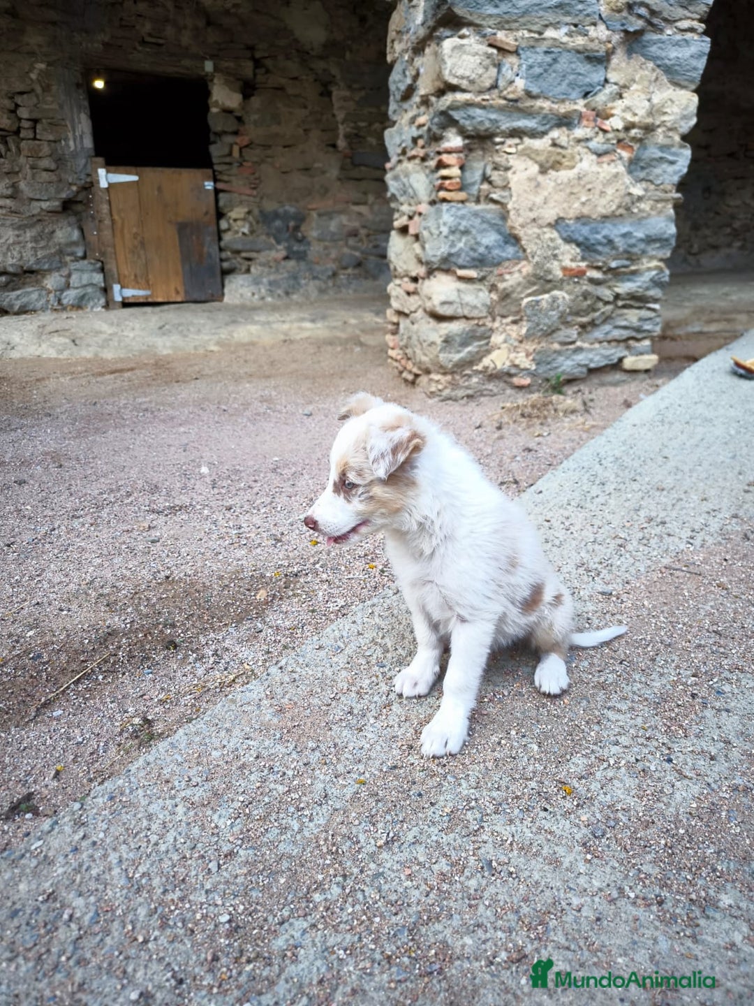 Border Collie perros en venta: Última cachorrita disponible - Imagen 4