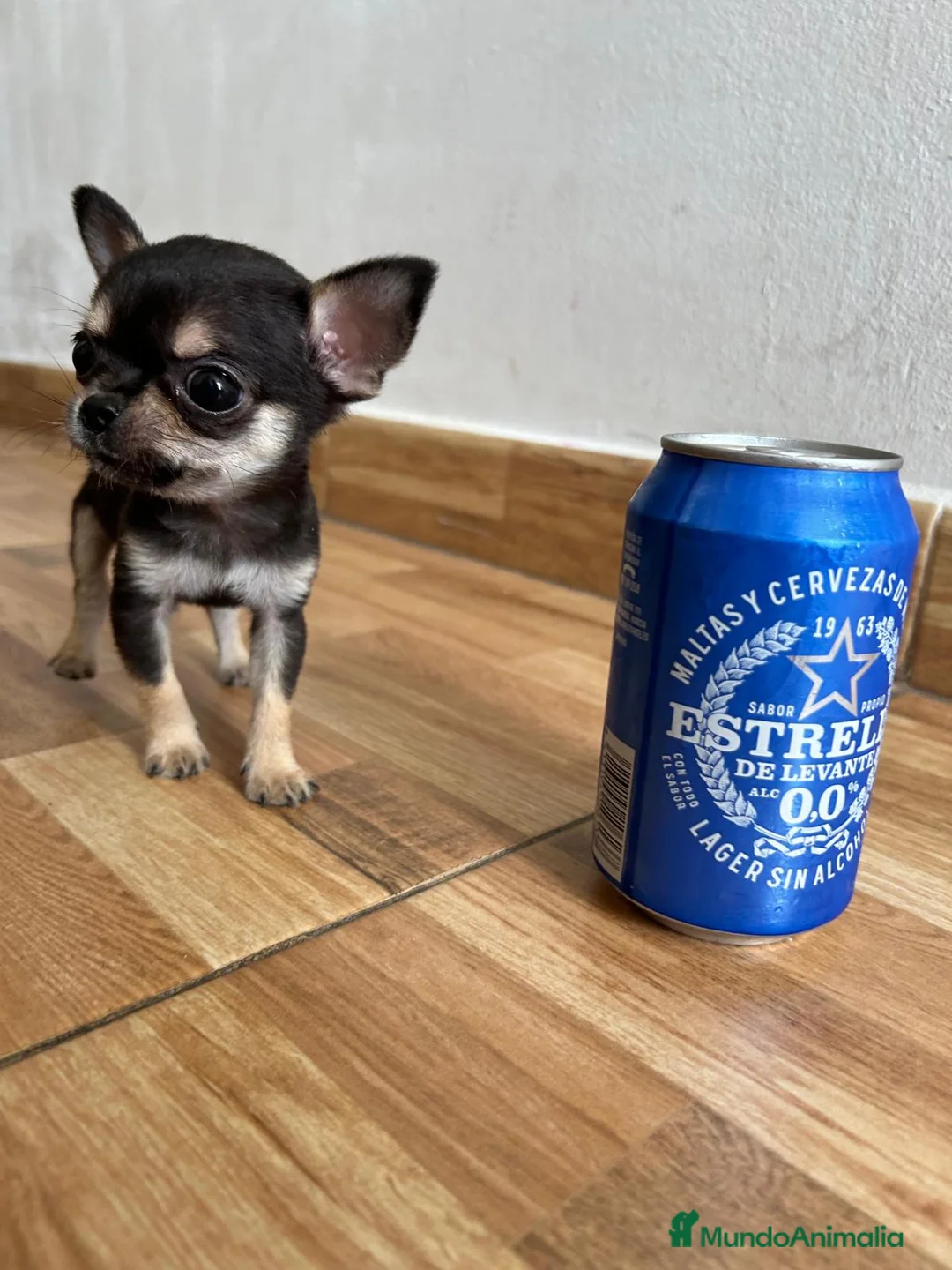 Chihuahua perros en venta: CHIHUAHUAS TOYS PEQUEÑITOS en Murcia - Anuncio 2