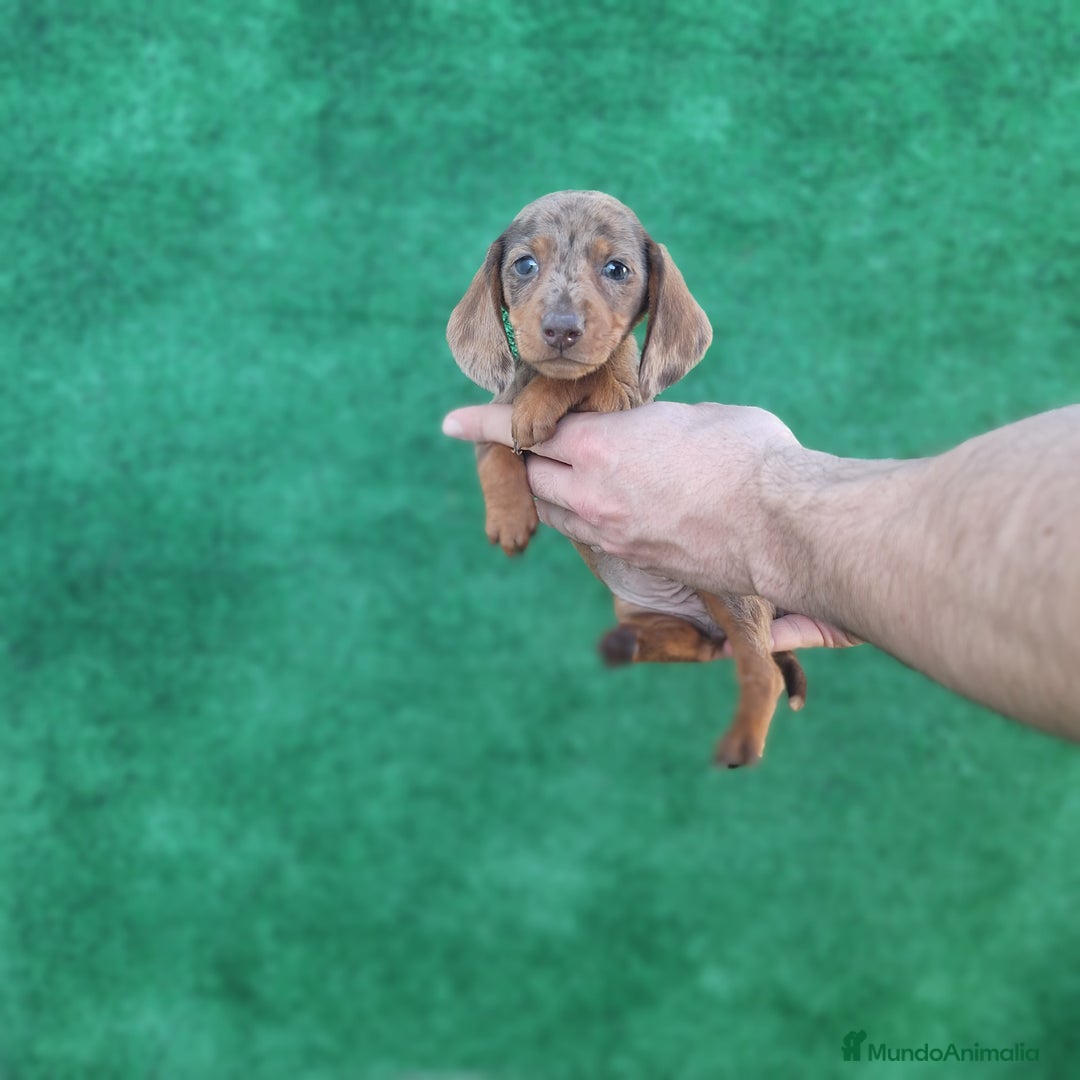 Teckel Miniatura perros en venta: TECKEL MINIATURA ARLEQUIN  - Anuncio 1