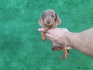 Teckel Miniatura perros TECKEL MINIATURA ARLEQUIN - Anuncio 23