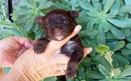 Yorkshire Terrier perros en venta: Cachorros Dark chocolate y Biro - Imagen 2