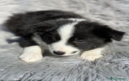 Border Collie perros en venta: Border collie  - Imagen 7