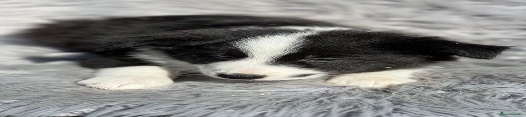 Border Collie Cachorro 5