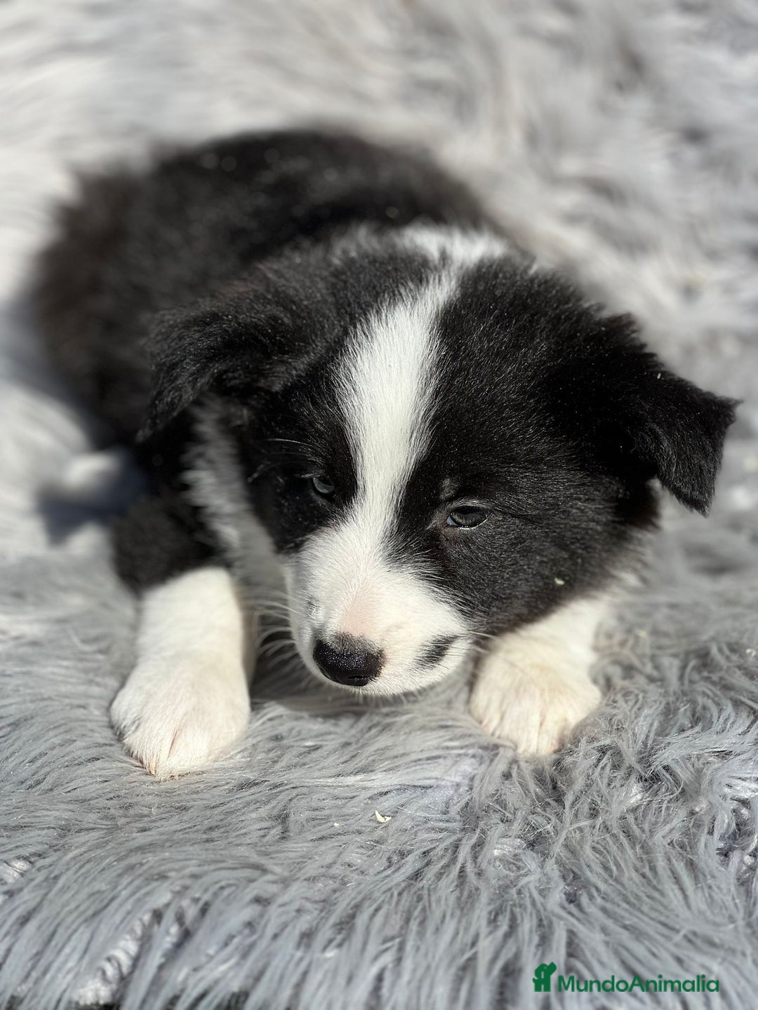 Border Collie perros en venta: Border collie  - Imagen 7