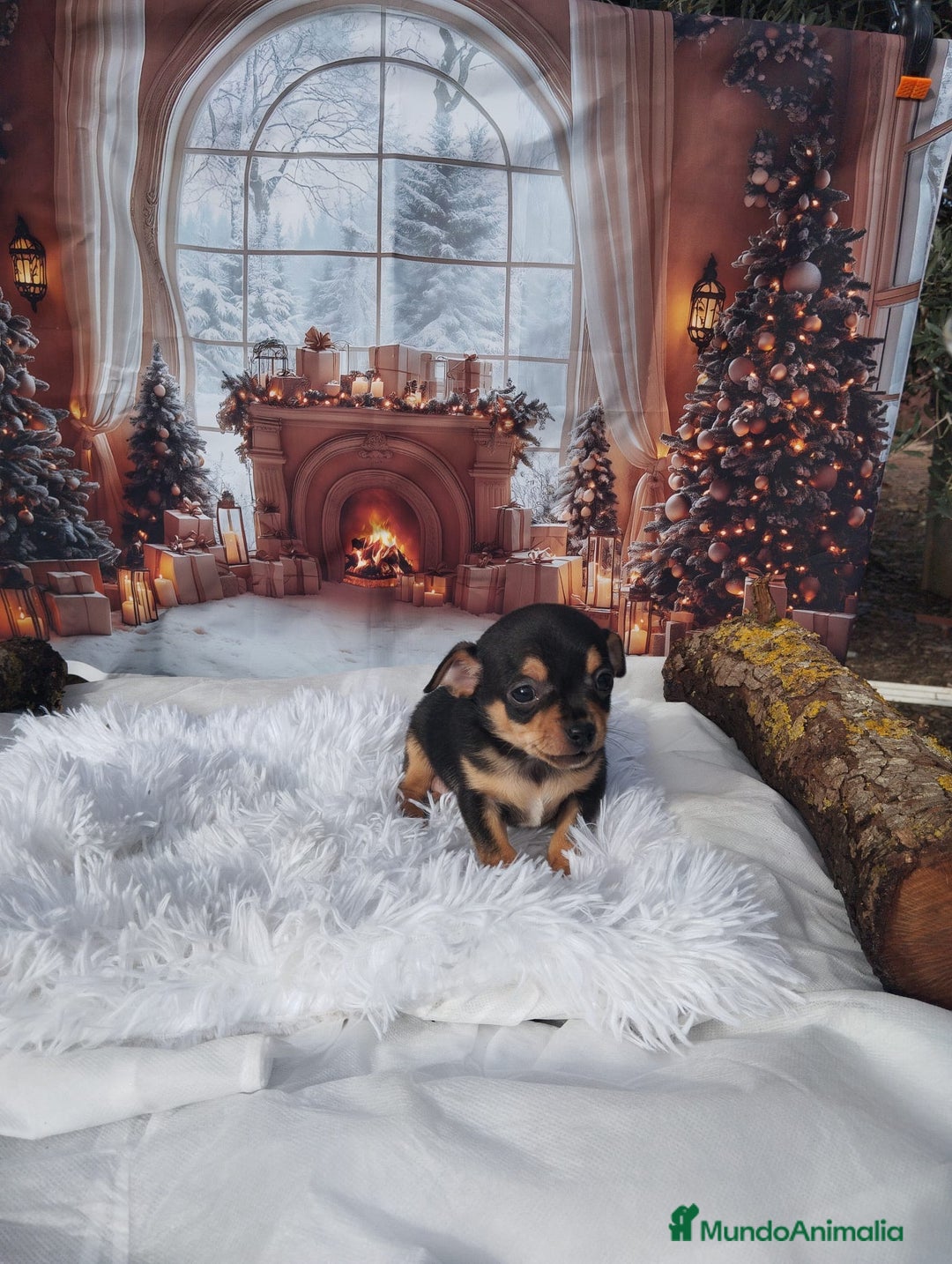 Chihuahua perros en venta: CHIHUAHUAS toy cabeza de manzana - Anuncio 7