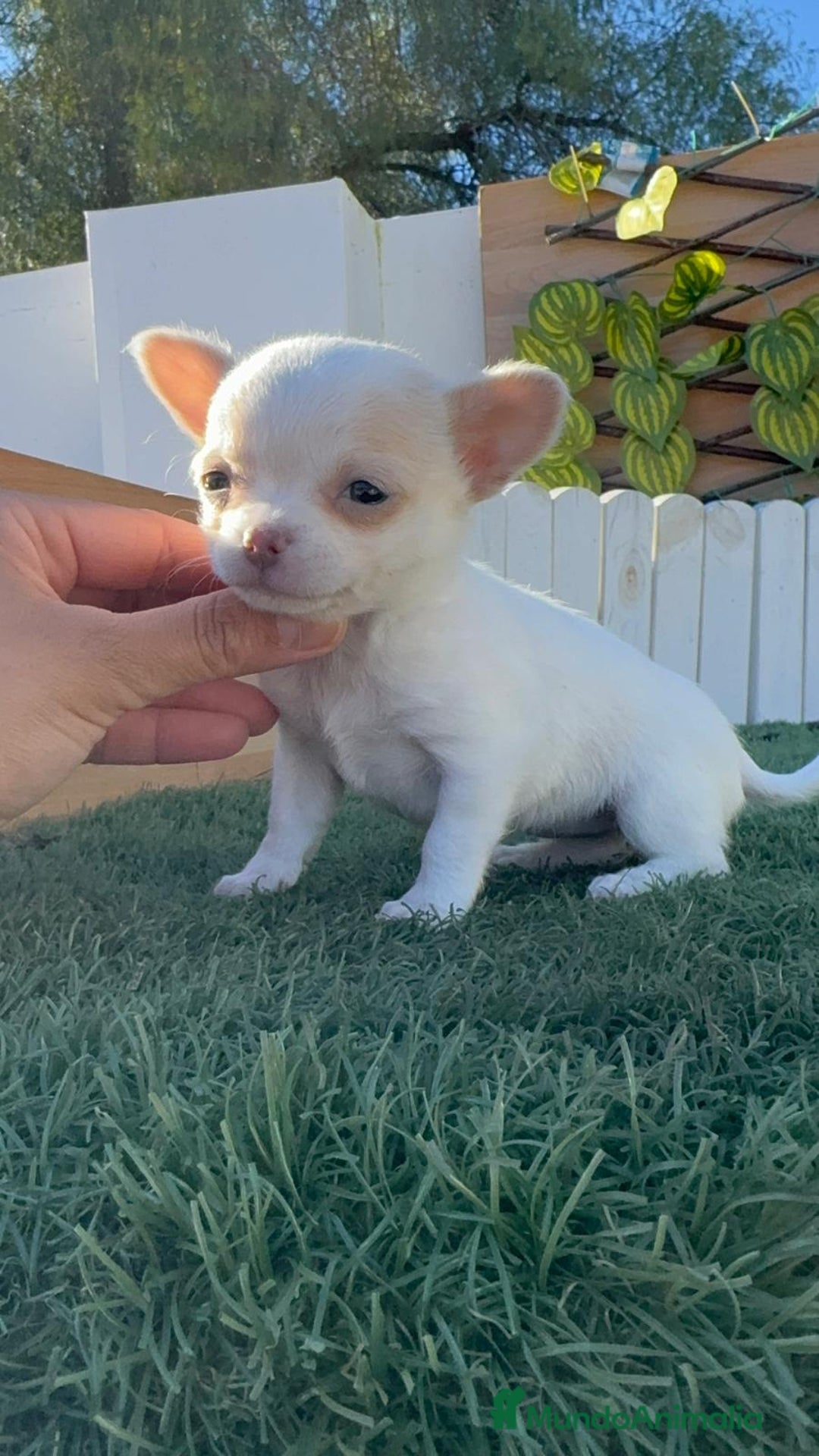 Chihuahua perros en venta: CHIHUAHUA HEMBRA - Anuncio 2
