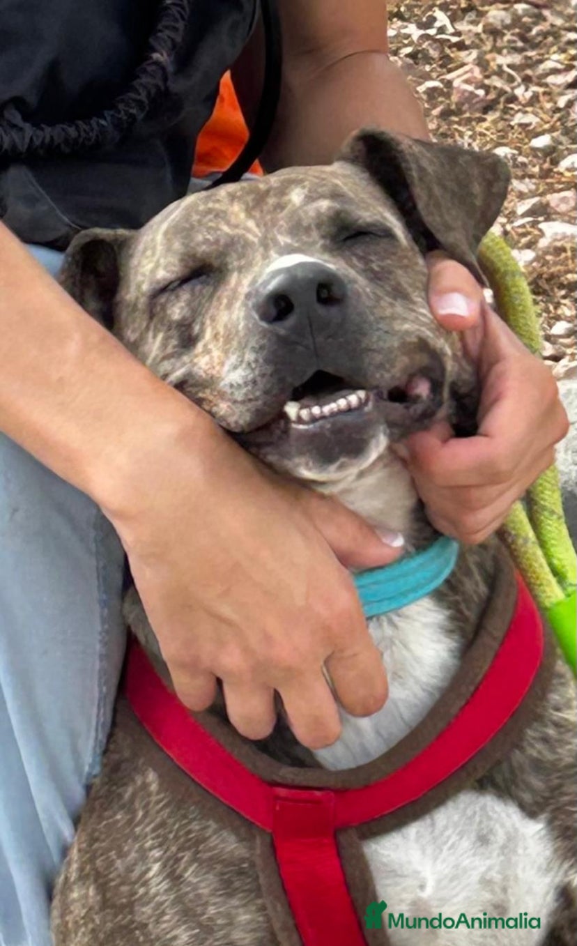 American Pit Bull Terrier perros TIGRE 🥰❤️ en Adopción  - Anuncio 2