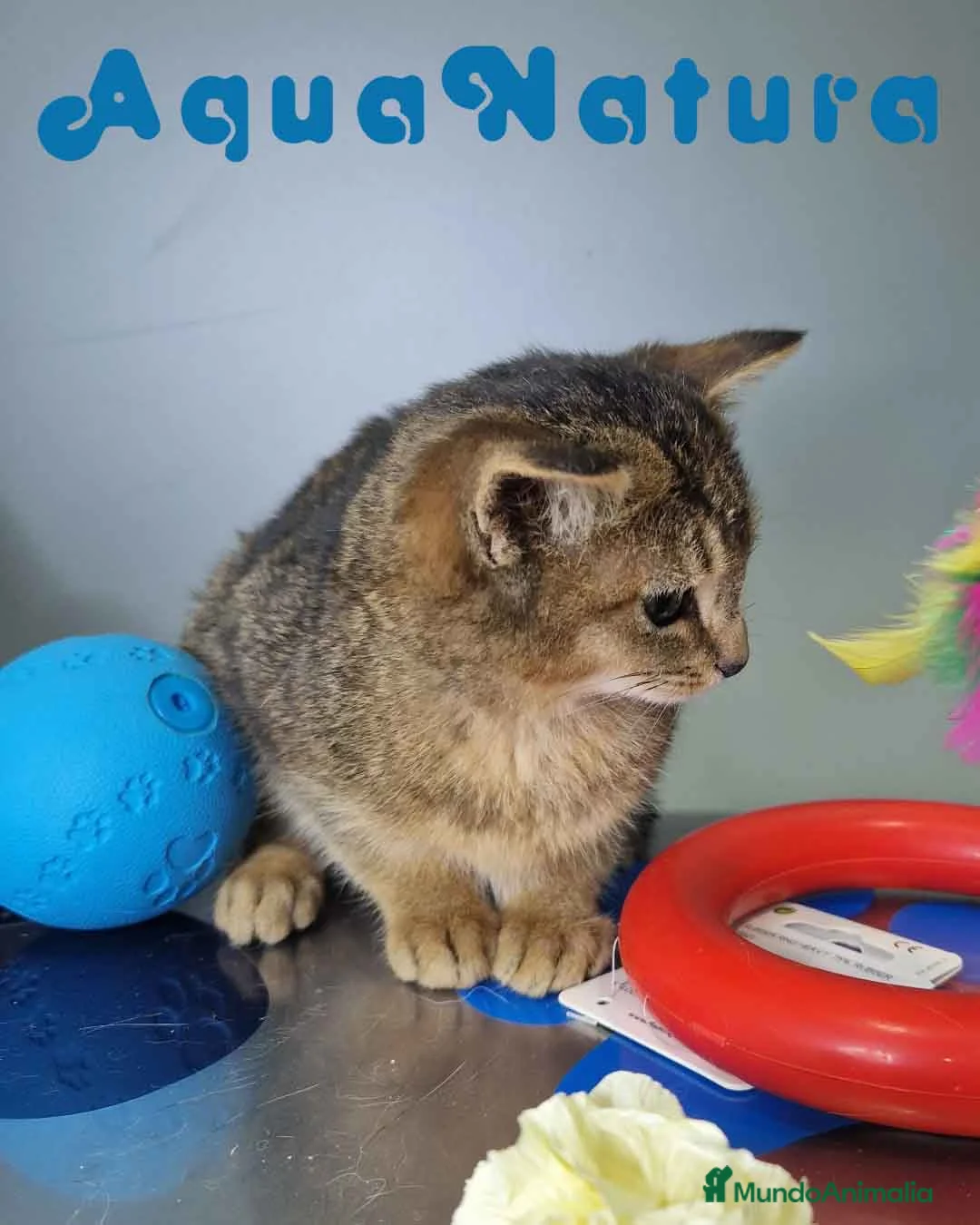 Abisinio gatos en venta: Abisinio Hembra de Santa 1934 AQUANATURA - Anuncio 7