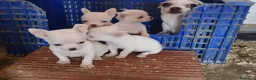 Chihuahua perros en venta: Chihuahuas mini toy  - Anuncio 9