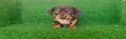 Teckel Miniatura perros en venta: Teckel miniatura  - Anuncio 6