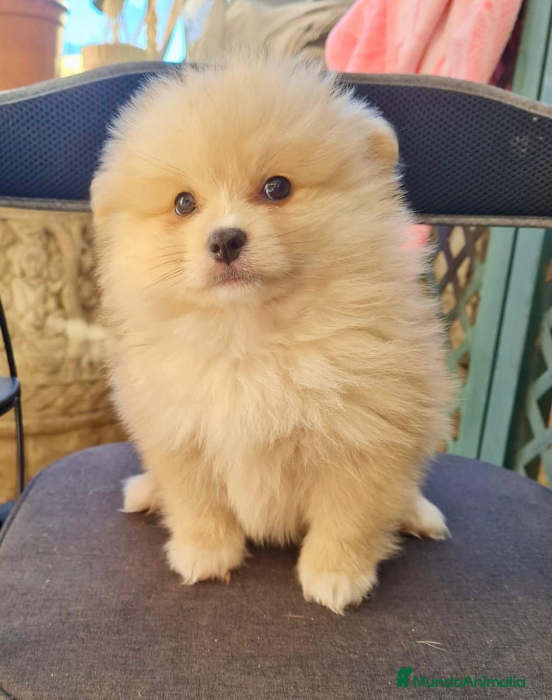 Pomerania perros en venta: Pomerania toy - Anuncio 1