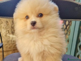 Pomerania perros Pomerania toy - Anuncio 1