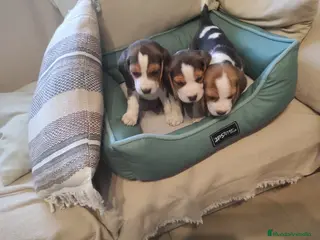 Beagle perros Cachorritos de Beagle 🐾🐶 - Anuncio 1