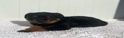 Rottweiler perros en venta:  Rottweiler  en Sevilla - Anuncio 19