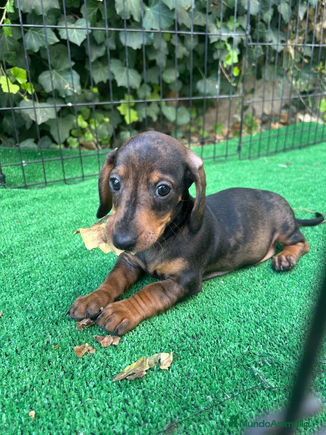 Teckel Miniatura perros en venta: teckel arlequin  - Imagen 1