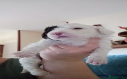 Perro de Agua Español perros en venta: Hembras perro de aguas - Imagen 4