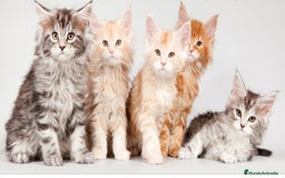 Maine Coon gatos en venta: Maine coon - Imagen 2