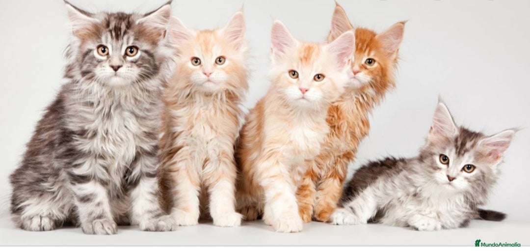 Maine Coon gatos en venta: Maine coon - Imagen 2