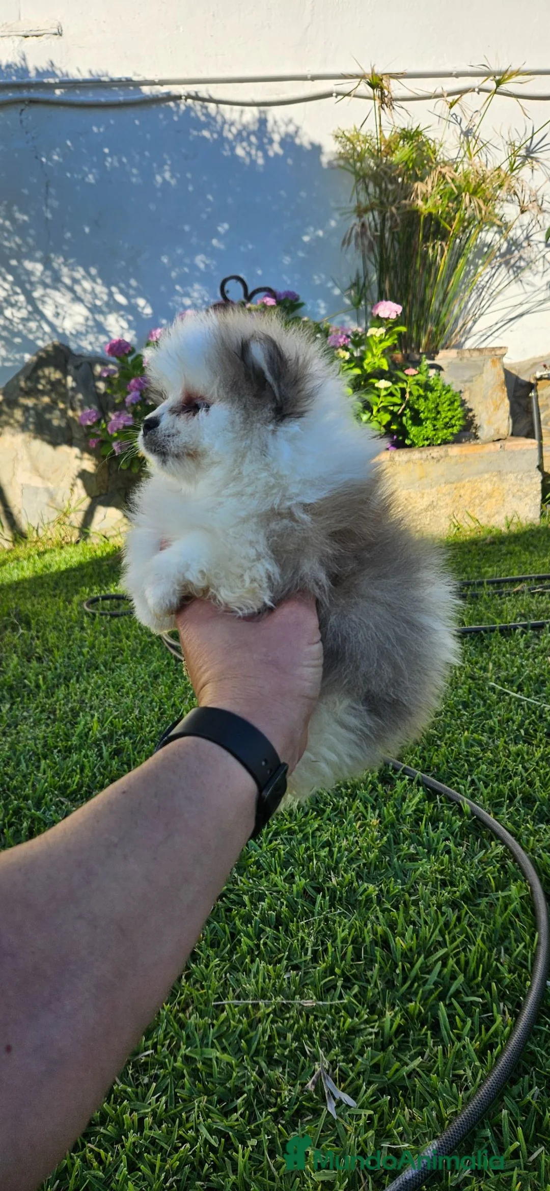 Pomerania perros en venta: Cachorro de pomerania, precio real.  - Anuncio 5
