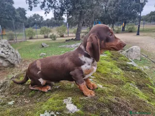 Teckel Miniatura perros TECKEL MINIATURA - Anuncio 39