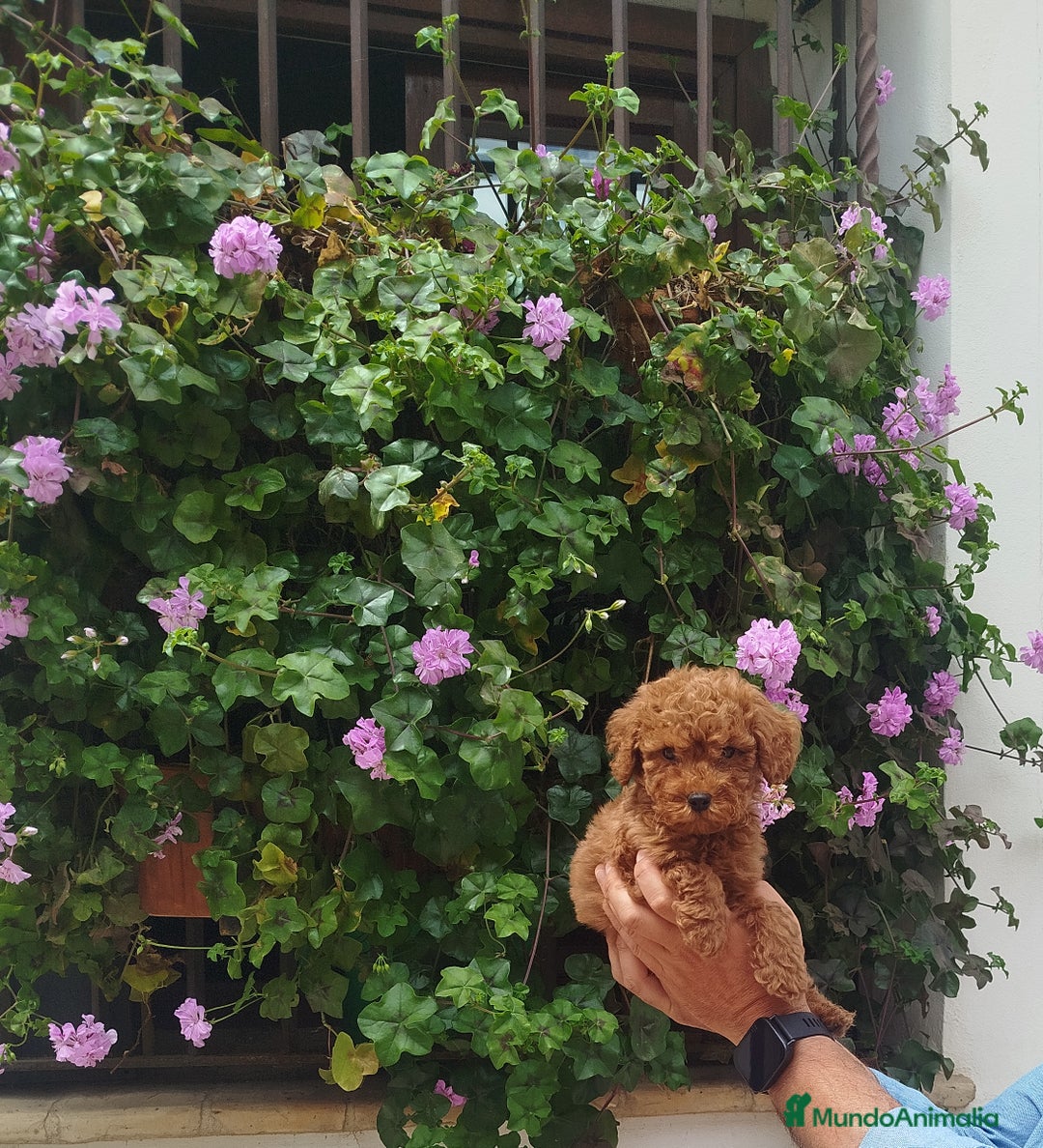 Imagen de galería {{count}}