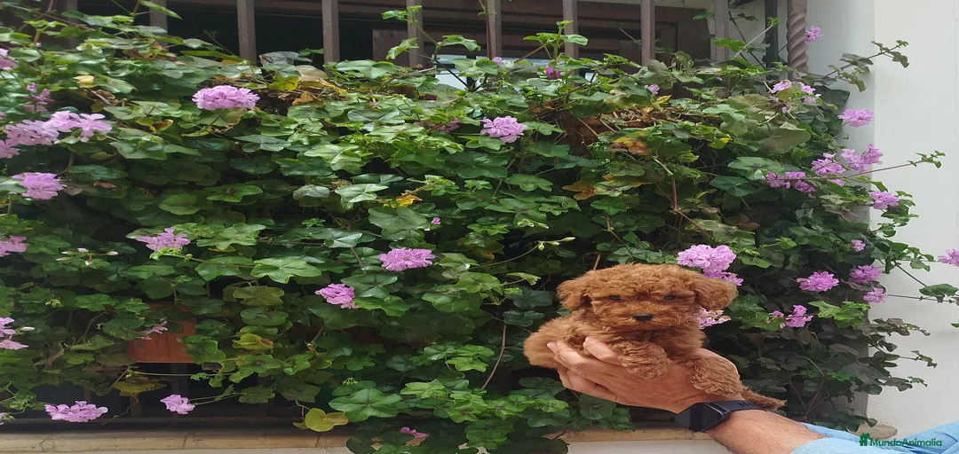 Imagen de galería {{count}}