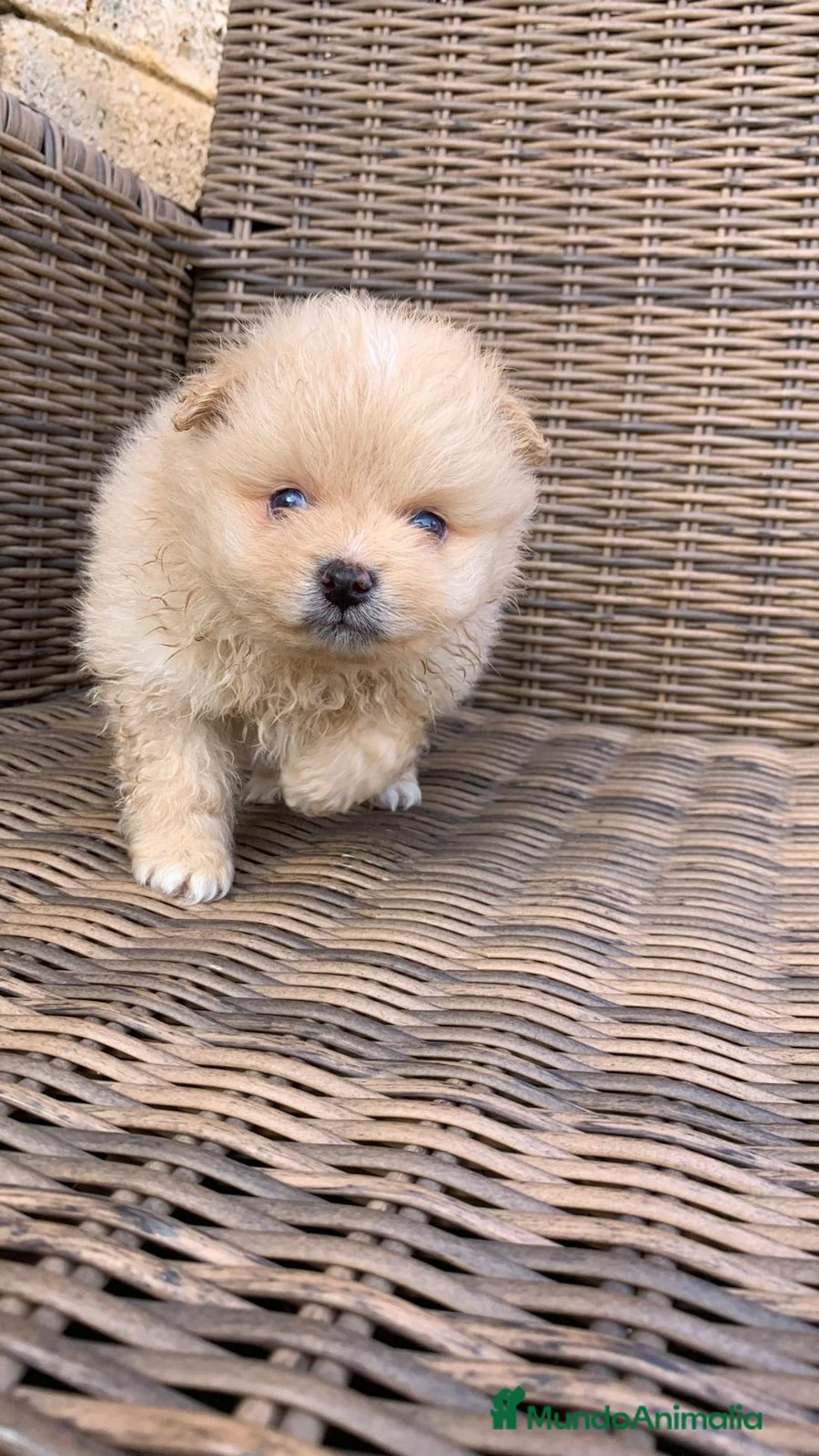 Pomerania perros en venta: Pomerania de capricho en Illes Balears - Anuncio 8