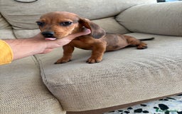 Teckel perros en venta: Teckel kaninchen  - Imagen 2
