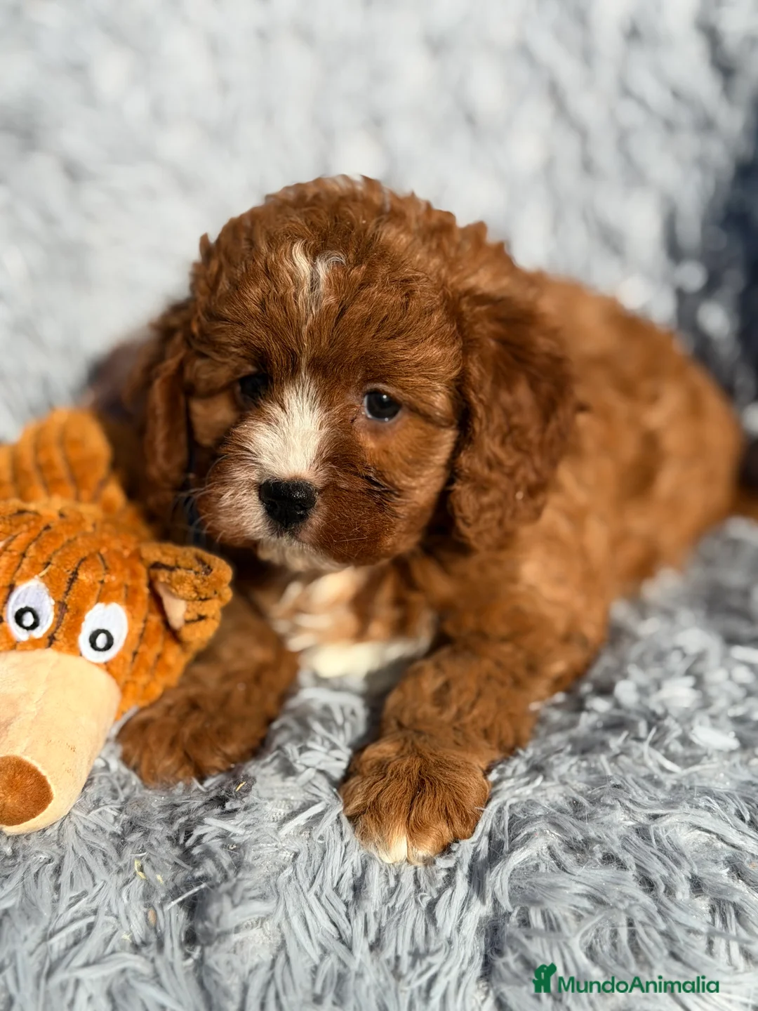 Cavapoo perros en venta: Cavapoo hembra  - Anuncio 2