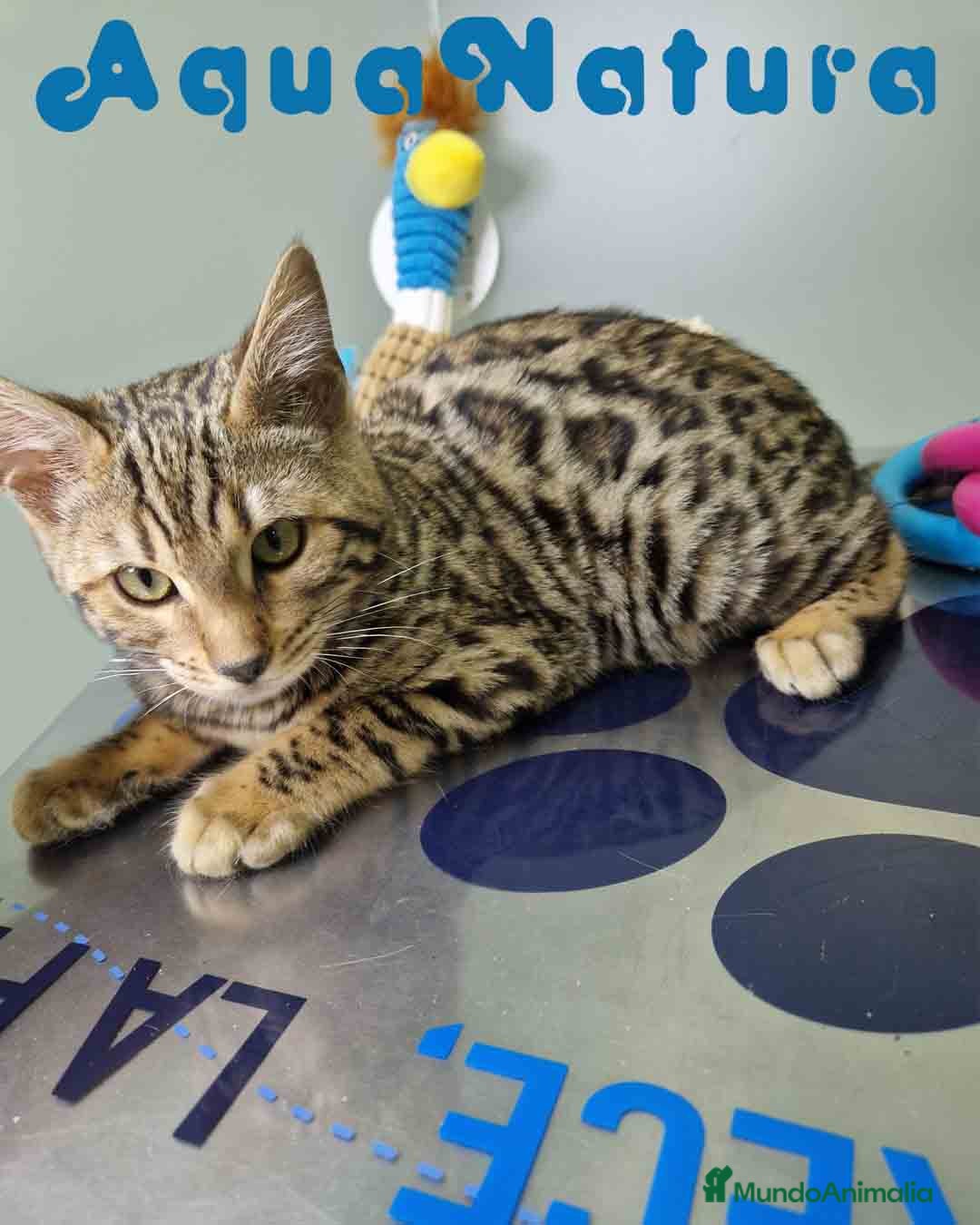 Bengalí gatos Bengali Hembra 1933 AQUANATURA - Anuncio 2