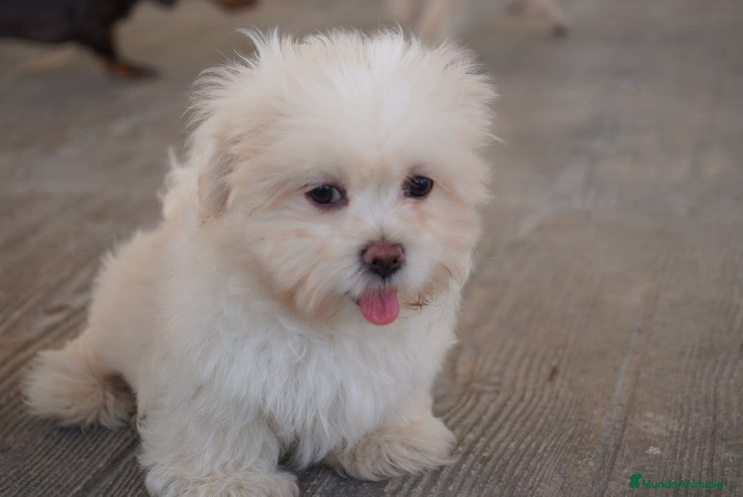 Maltipoo perros en venta: 🐾 Snow, Manolo, Jacinto y Paco Maltipoo 🐾 - Imagen 2
