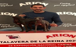 Pequeño Lebrel Italiano perros en venta: Galgo Italiano - Imagen 5