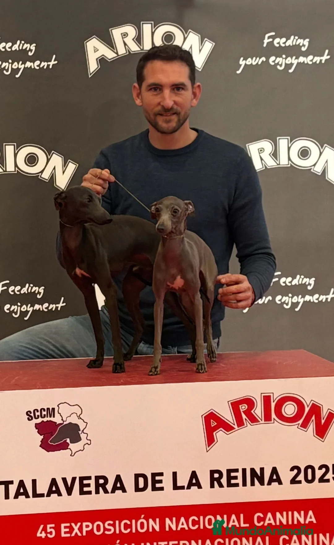 Pequeño Lebrel Italiano perros en venta: Galgo Italiano - Anuncio 5