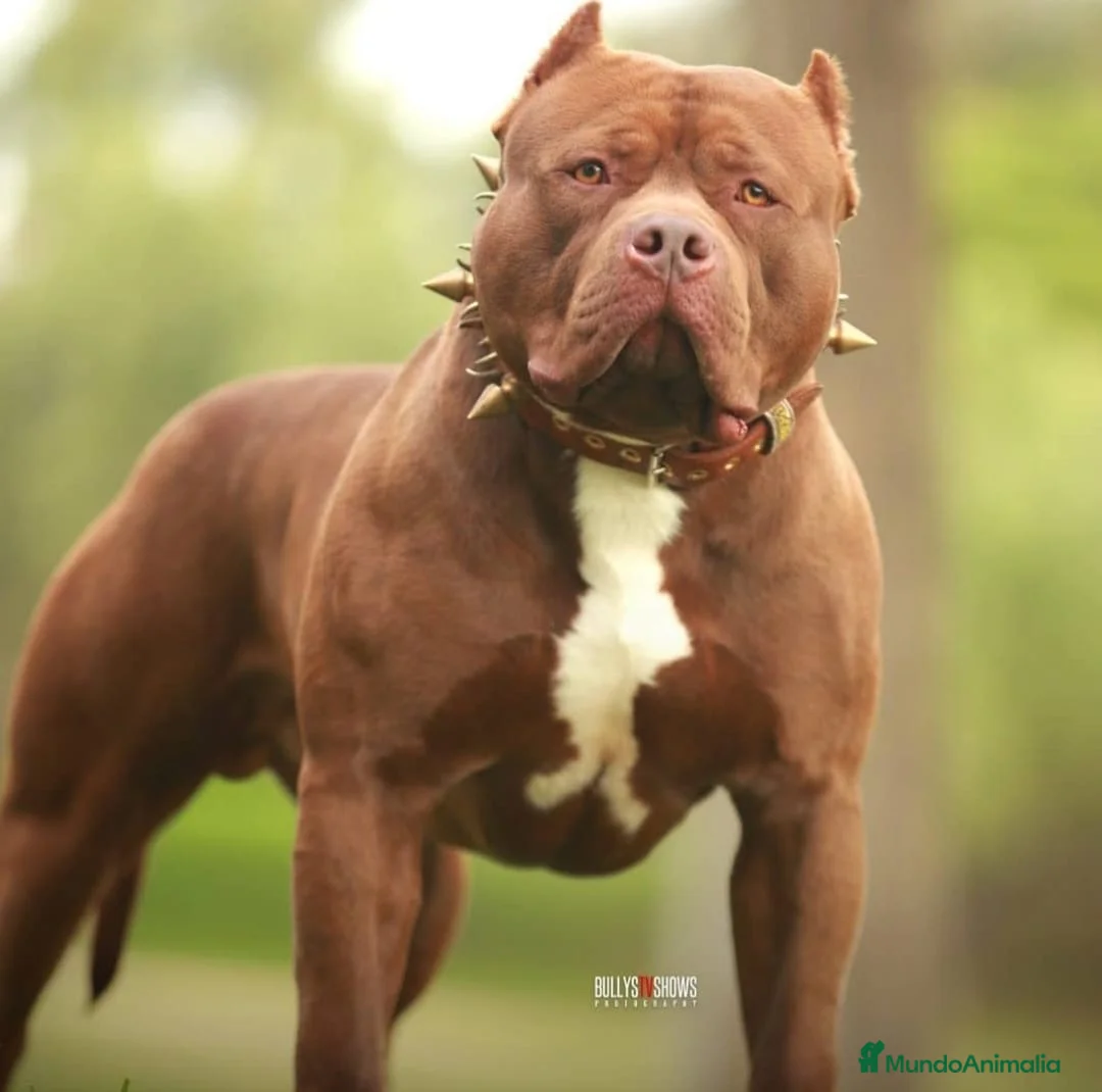 American Bully perros en venta: AMERICAN BULLY XL / XXL 622414793 — SOLO LLAMADAS  en Sevilla - Anuncio 10