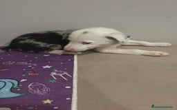 Border Collie perros en venta: Border collie  - Imagen 13