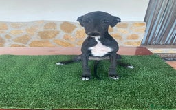 Galgo Español perros en venta: Galgo español hembra - Imagen 1