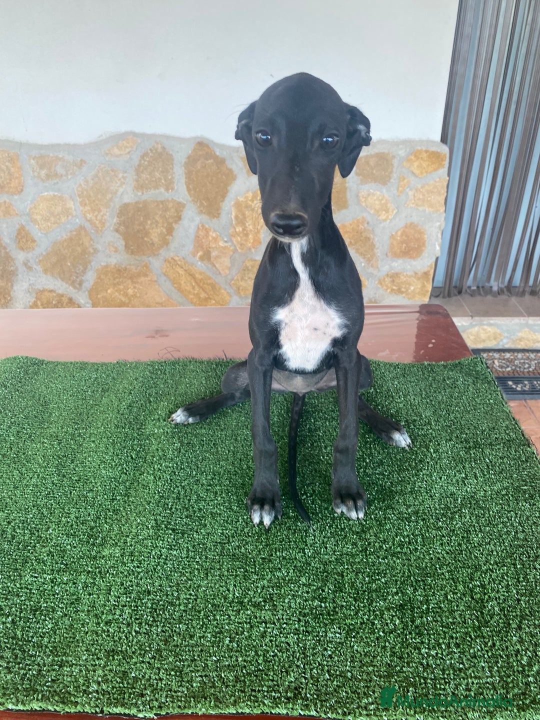 Galgo Español perros en venta: Galgo español hembra - Imagen 1