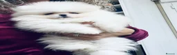 Pomerania perros en venta: Pomeranias exclusivos / alta selección  - Anuncio 13