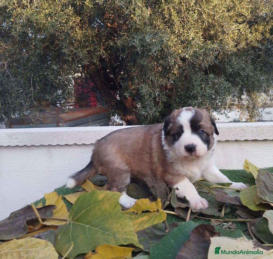 Border Collie perros en venta: GRAN CAMADA DE BORDER COLLIE - Imagen 15
