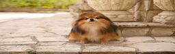 Pomerania perros en venta: Camada pomerania - Anuncio 3